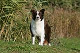 BORDER COLLIE 1351